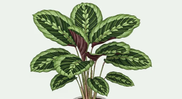 Calathea aux feuilles vertes et motifs uniques, placée dans un intérieur lumineux avec lumière indirecte