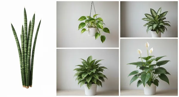 Exemples de plantes d'intérieur robustes pour pièces sombres : Sansevieria, Pothos, Spathiphyllum