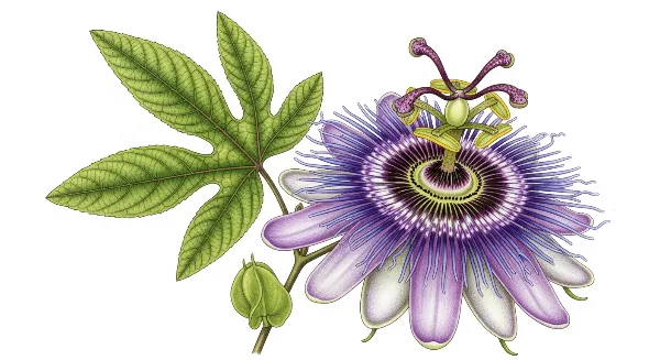 Combinaison de lumière naturelle et d'une lampe horticole LED pour des plantes d'intérieur.