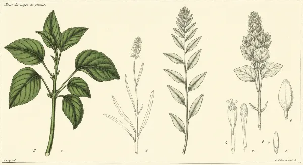 Jeunes pousses de plantes avec des tiges longues et fines, signe d'étiolement dû au manque de lumière.